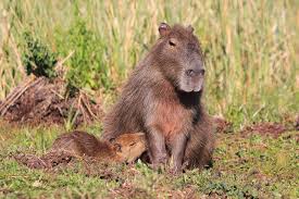 Attēlu rezultāti vaicājumam “Hydrochoerus hydrochaeris”