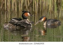 Attēlu rezultāti vaicājumam “Podiceps cristatus juvenile”