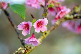 Image result for 緋寒桜