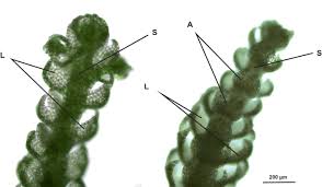 Attēlu rezultāti vaicājumam “Cephalozia bicuspidata sporophyte”