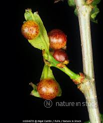 Attēlu rezultāti vaicājumam “Cynips quercusfolii”