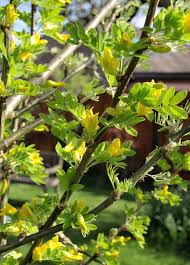 Attēlu rezultāti vaicājumam “Caragana arborescens flower”