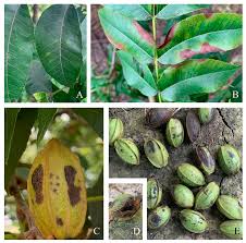 Attēlu rezultāti vaicājumam “Trichia botrytis var. cerifera”