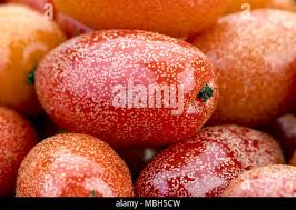 Attēlu rezultāti vaicājumam “Cinna latifolia fruit”