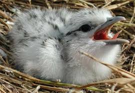 Image result for Sterna acuflavida