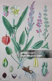 Image result for Sauerampfer