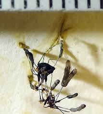 Attēlu rezultāti vaicājumam “Stemonitopsis hyperopta var. landewaldii”