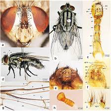 Attēlu rezultāti vaicājumam “Sarcophagidae”