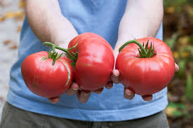 Afbeeldingsresultaat voor brandywine cherry tomato