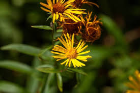 Attēlu rezultāti vaicājumam “Inula salicina leaf”