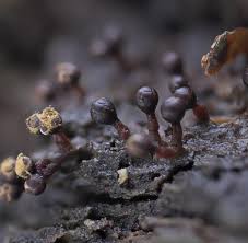 Attēlu rezultāti vaicājumam “Trichia ambigua macro”