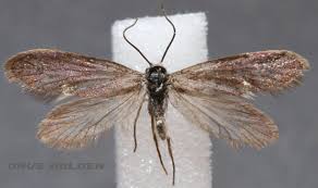 Attēlu rezultāti vaicājumam “Eriocraniidae”