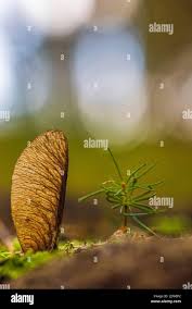 Attēlu rezultāti vaicājumam “Pinus sylvestris fruit”