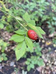Attēlu rezultāti vaicājumam “Rosa majalis fruit”