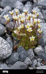 Image result for Steinbrech