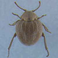 Attēlu rezultāti vaicājumam “Ptinus sp. male”