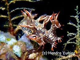 ผลการค้นหารูปภาพสำหรับ Bornella Anguilla