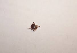 Attēlu rezultāti vaicājumam “Dermacentor reticulatus”