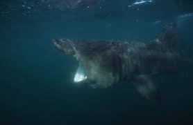 Image result for Cetorhinus maximus