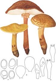 Attēlu rezultāti vaicājumam “Amanita rubescens”