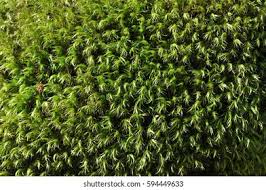 Attēlu rezultāti vaicājumam “Sphagnum flexuosum”