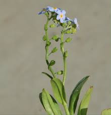 Attēlu rezultāti vaicājumam “Myosotis scorpioides bud”