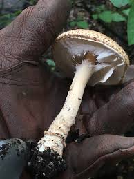 Attēlu rezultāti vaicājumam “Lepiota aspera”