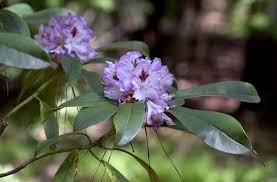 Attēlu rezultāti vaicājumam “Rhododendron catawbiense flower”