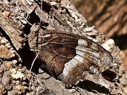 Attēlu rezultāti vaicājumam “Hipparchia alcyone”