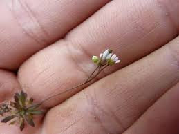Attēlu rezultāti vaicājumam “Erophila verna fruit”