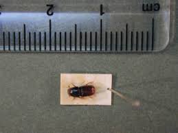 Attēlu rezultāti vaicājumam “Scolytus ratzeburgi”