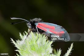 Attēlu rezultāti vaicājumam “Zygaena minos”