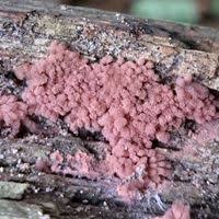 Attēlu rezultāti vaicājumam “Arcyria incarnata”