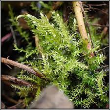 Attēlu rezultāti vaicājumam “Drepanocladus aduncus”