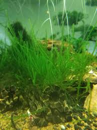 Attēlu rezultāti vaicājumam “Fissidens taxifolius sporophyte”