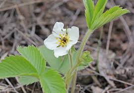 Attēlu rezultāti vaicājumam “Fragaria viridis flower”