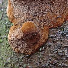 Attēlu rezultāti vaicājumam “Phellinus populicola”