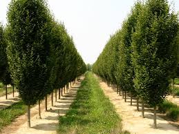 Attēlu rezultāti vaicājumam “Carpinus”