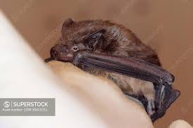 Attēlu rezultāti vaicājumam “Eptesicus serotinus”