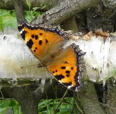 Attēlu rezultāti vaicājumam “Nymphalis xanthomelas upperside”
