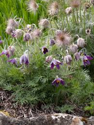 Image result for Kuhschelle