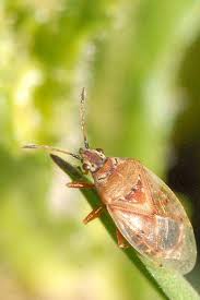 Attēlu rezultāti vaicājumam “Kleidocerys resedae”