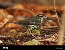 Image result for Seiurus noveboracensis