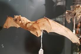 Attēlu rezultāti vaicājumam “Nyctalus noctula”