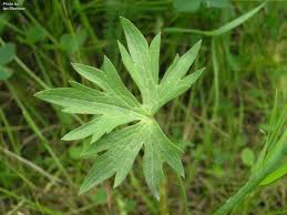 Attēlu rezultāti vaicājumam “Ranunculus acris leaf”