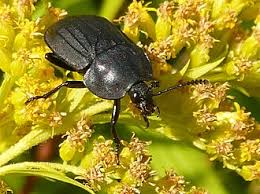 Attēlu rezultāti vaicājumam “Phosphuga atrata”