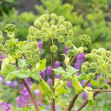 Image result for Angelica archangelica
