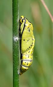 Attēlu rezultāti vaicājumam “Aporia crataegi pupa”