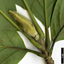 Attēlu rezultāti vaicājumam “Magnolia cylindrica”