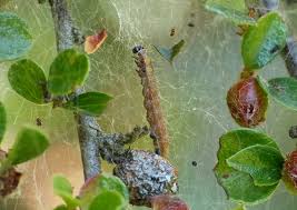 Attēlu rezultāti vaicājumam “Chimabachidae”